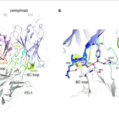 The Binding Mechanism Of Cemiplimab To Pd 1 A Overall Structure Of