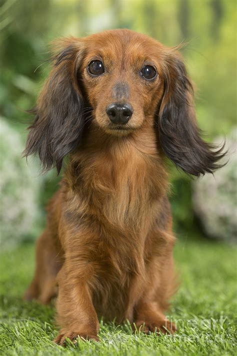 Long Haired Dachshund Puppies