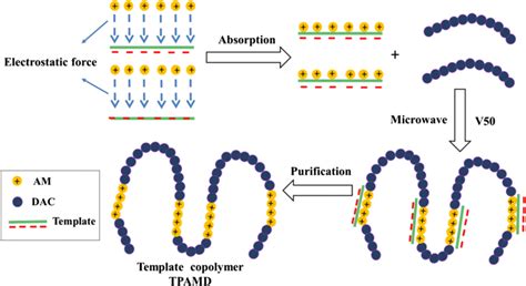 The possible mechanism for the template copolymerization | Download Scientific Diagram