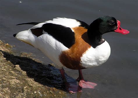 Common Shelduck Tadorna Tadorna Wiki Image Only