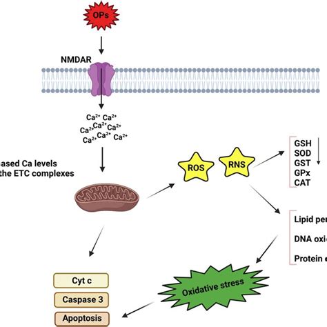 Scheme Of The Cholinergic Anti Inflammatory Pathway Cap Stimulation