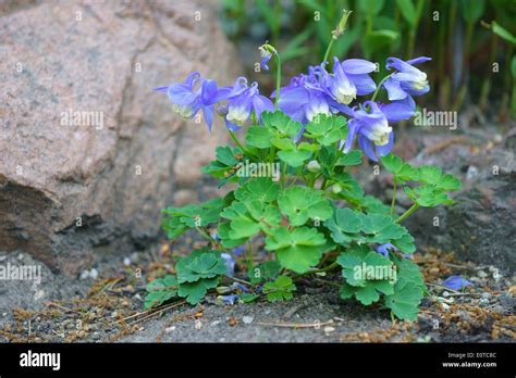 Aquilegia Saximontana The Rocky Mountain Columbine Alpine Dwarf