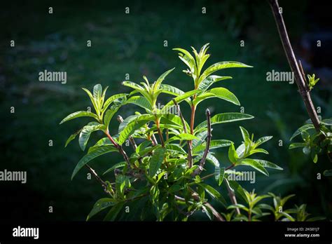 My Organic Edible Garden Lemon Verbena Bush Aloysia Citrodora A