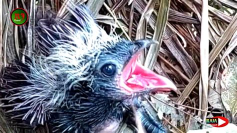 ANAK BURUNG BUBUT TUNGGAL GAK ADA SAINGAN HAL MAKANAN YouTube