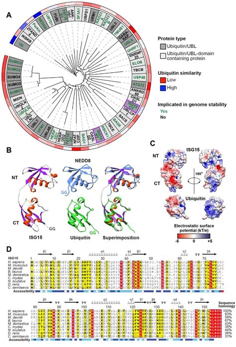 Isg Comparison With Selected Ubiquitin Ubls Ubiquitin Like Domains