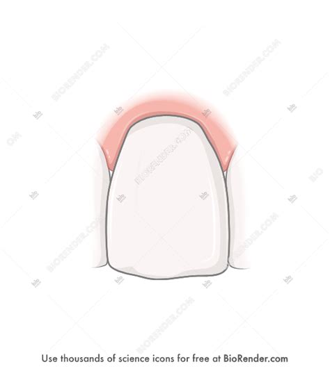 Free Tooth Incisor Healthy Icons Symbols Images BioRender