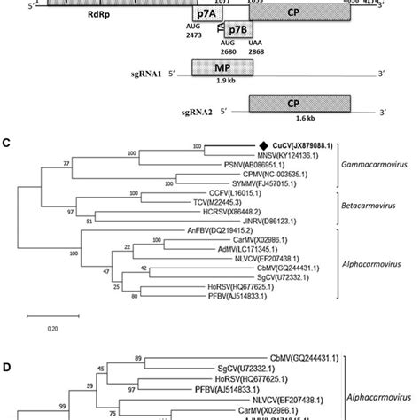 Complete Genome Sequencing Genome Organization And Phylogenetic Download Scientific Diagram