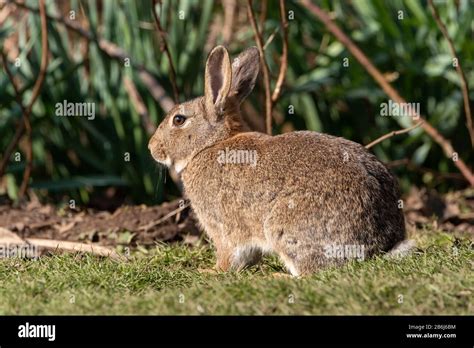 oryctolagus cuniculus portrait   wildlife scene   european