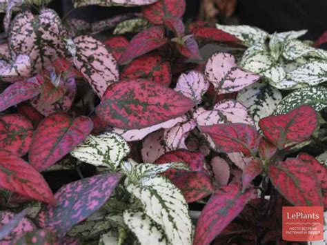 Гипоэстес (Hypoestes) — описание, выращивание, фото | на LePlants.ru