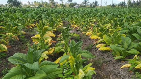 Tanaman Tembakau Petani Di Lotim Terserang Penyakit