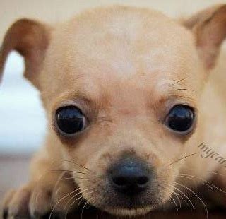 Applehead Chihuahua Puppy | Pictures of the Apple Head Chihuahua Dog