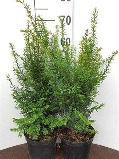 Taxus Baccata Heimische Eibe 30 40 Cm Im 3 Liter Container