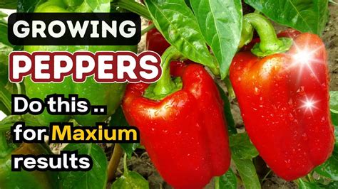 How To Grow Peppers Seed To Seedling FOR BEGINNERS YouTube