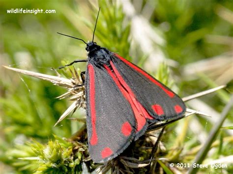 The Cinnabar Moth and caterpillar (Tyria jacobaeae) | Wildlife Insight