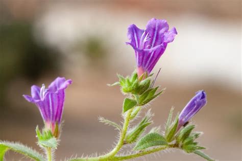 Premium Photo | Purple flowers in the garden. shallow depth of field.