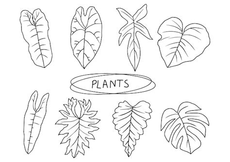 Hojas tropicales dibujadas a mano doodle clipart plantas botánicas