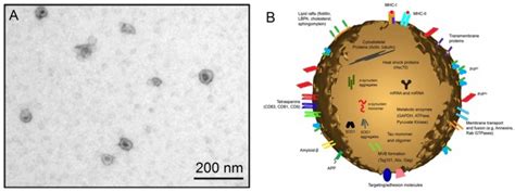 Progress In Exosome Isolation Techniques Exosome Rna