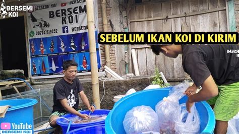 PROSES SEBELUM IKAN KOI DI KIRIM SERVIS IKAN KOI SEBELUM DI KIRIM