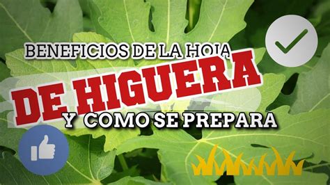 La Hoja De Higuera Para Que Sirve Conoce Los Beneficios De La Hoja De