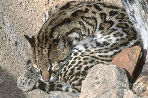 Sleeping Ocelot Photograph by William H. Mullins - Fine Art America