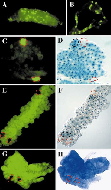 Analysis Of Drosomycin And Diptericin Reporter Gene Expression