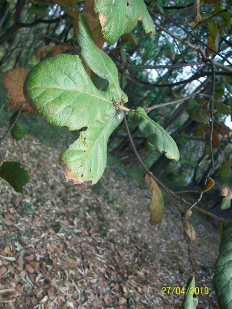 Encino Quiebra Hacha Desde Bosque De Chapultepec Iii Secc Ciudad De