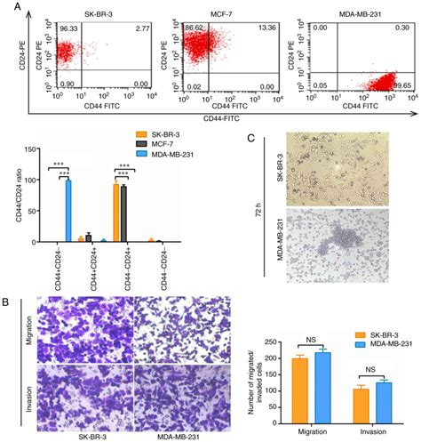 Identification Of New Cancer Stem Cell Markers And Signaling Pathways