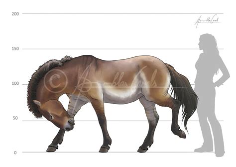 Equus ferus caballus - ICRA art