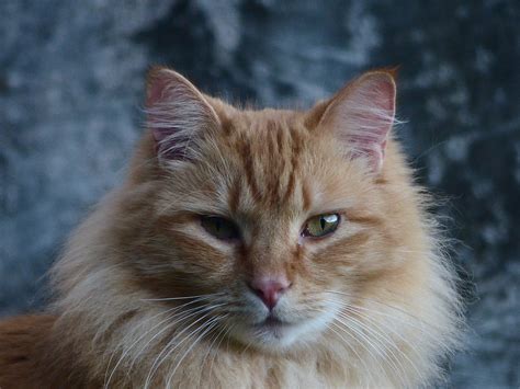 orange maine coon cat free image | Peakpx