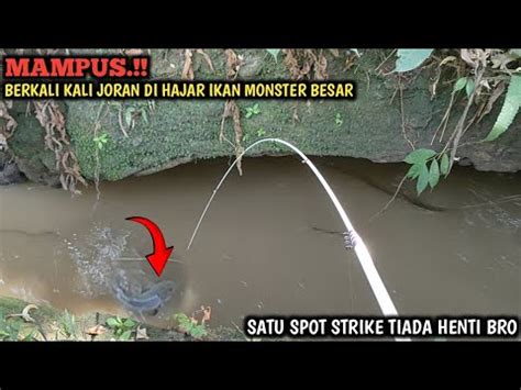 GILA BESARNYA BERKALI KALI JORAN DI HAJAR IKAN MONSTER MANCING DI