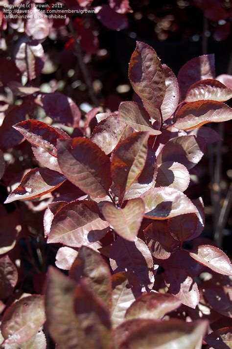 Plantfiles Pictures Prunus Dwarf Red Leaf Plum Purple Leaf Sand