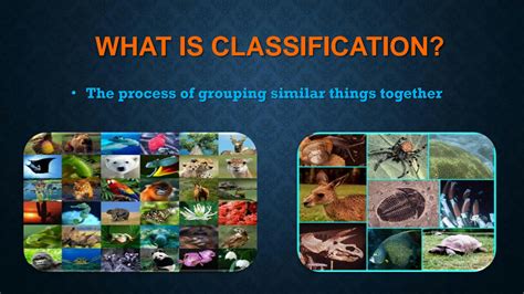 SOLUTION: Classification of plants and animals - Studypool