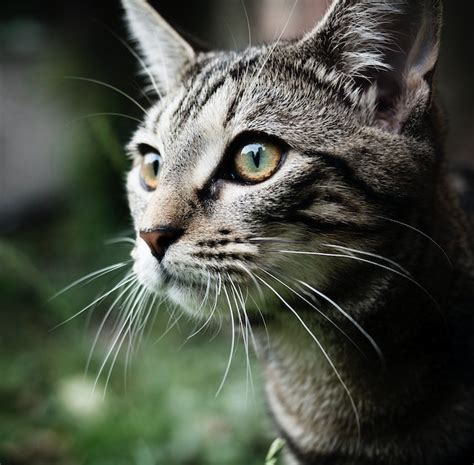 How Long Do Tabby Cats Live Pet Insurance Review