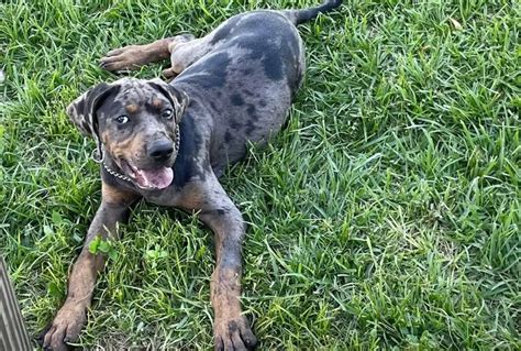 Black Mouth Cur Catahoula Mix: Everything You Need to Know