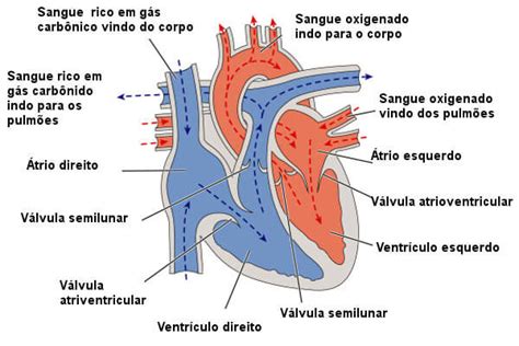 Sistema Cardiovascular Biologia A Ci Ncia Da Vida