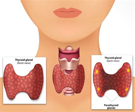 Parathyroid Surgery Center Uae Abu Dhabi Dubai Middle East