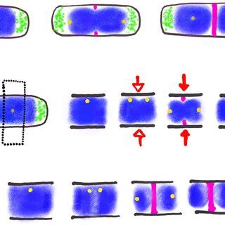 Three models for division site selection. A. Nucleoid Occlusion. The ...