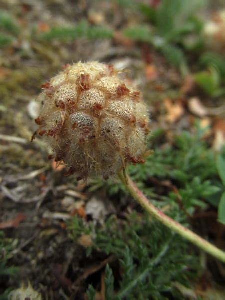 Trifolium Fragiferum Pictorial Guide To The Flora Of The British