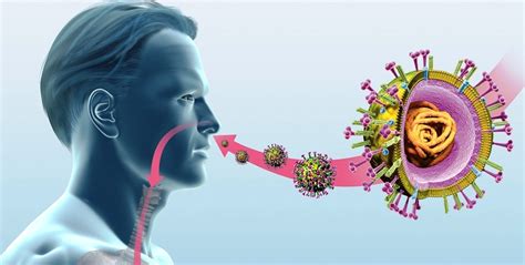 how-a-common-cold-virus-works | SIBC