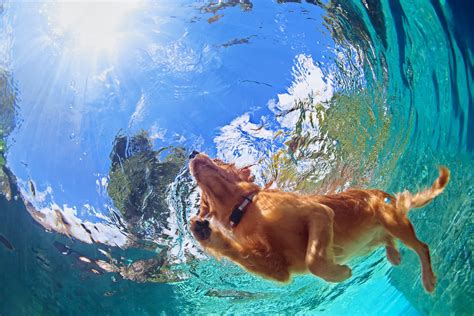 Hund abkühlen bei Hitze Tipps für Hunde im Sommer