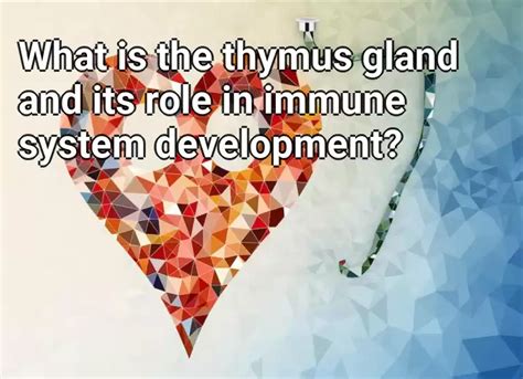 What is the thymus gland and its role in immune system development? – LifeExtension.Gov.Capital