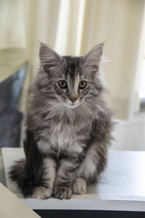 Funny Curious Young Red Ginger Maine Coon Kitten Cat Sitting At Home