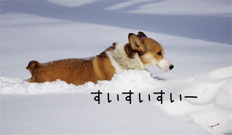 「雪遊び、もういいっす」となってしまった犬たち The Woof イヌメディア