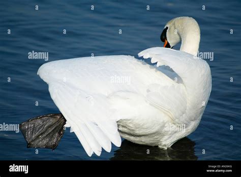 Hoeckerschwan Mute Swan Cygnus Olor Europe Europa Stock Photo Alamy