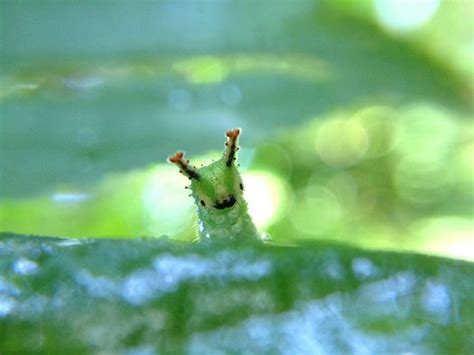 Having A Bad Day Just Take A Look At The Japanese Emperor Caterpillar