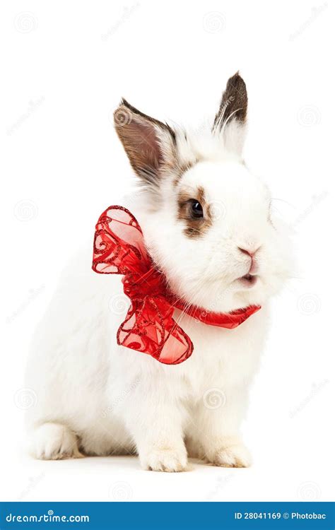 White Fancy Rabbit With A Bow Over White Royalty Free Stock Images ...