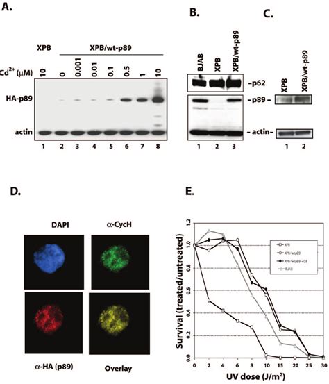 Inducible Expression Of Wild Type P89 In XPB Cells A Expression Of