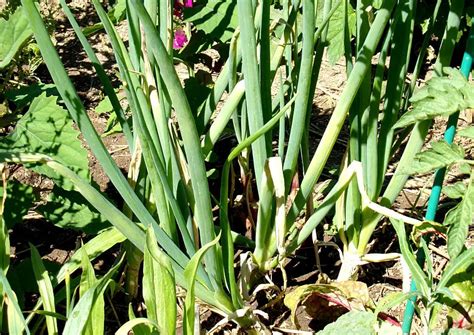 Frühlingszwiebel Anbau im eigenen Garten