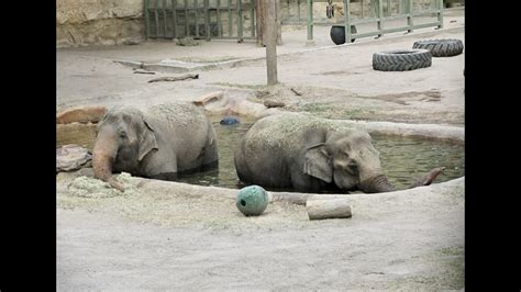 Asian elephant at San Antonio Zoo moving to sactuary | kens5.com