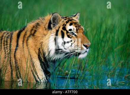 Bengal Tiger Walking Through The Grass Wildlife Model Stock Photo Alamy